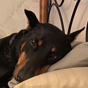 Meet your Posher, Daniel